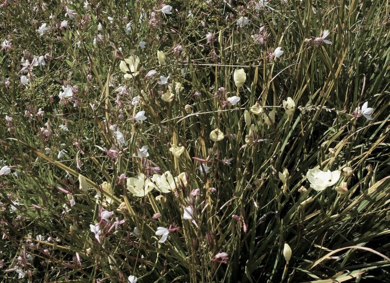 Auckland Public Gardens