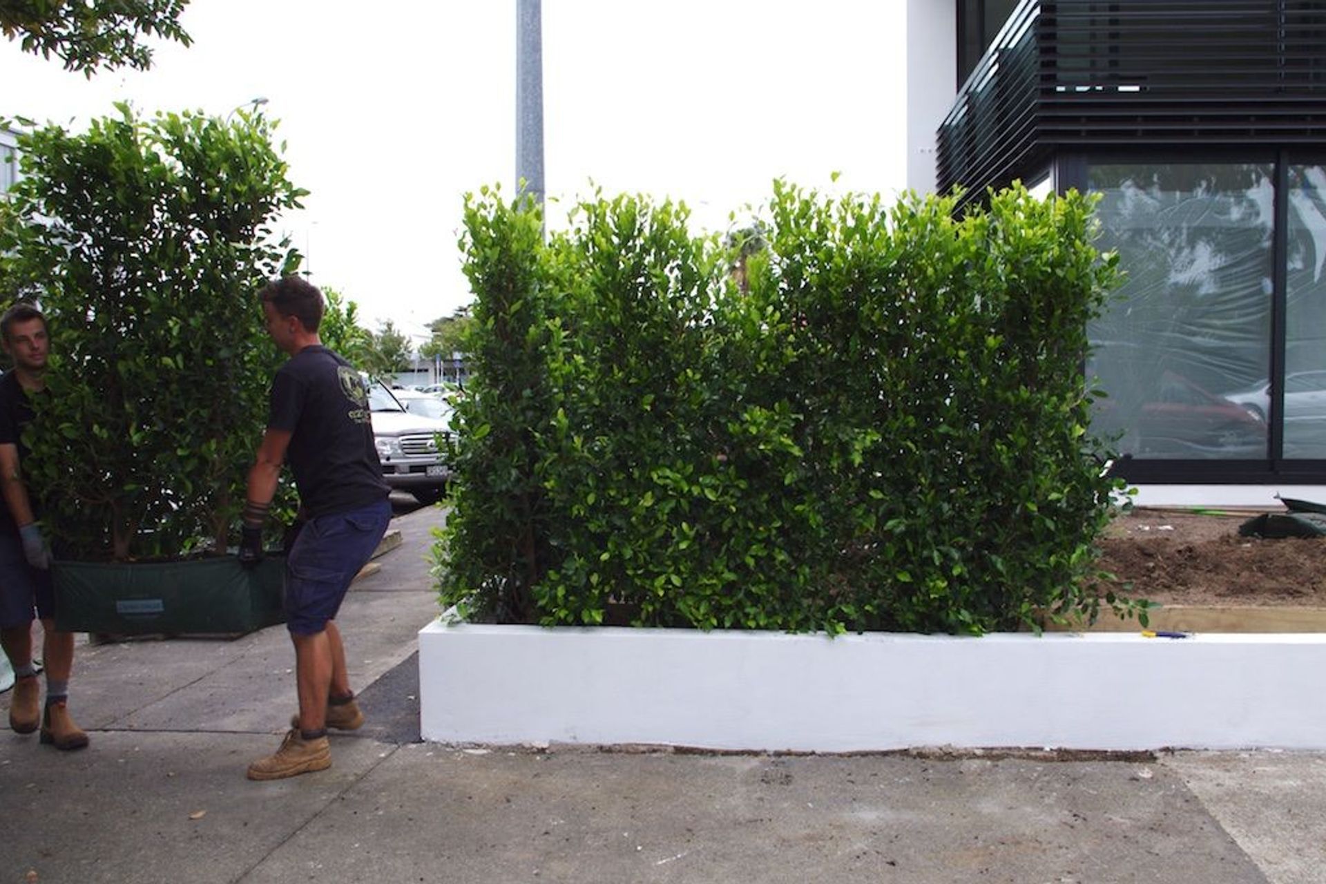 Two strong landscapers lifting the metre-long hedge unit into place.