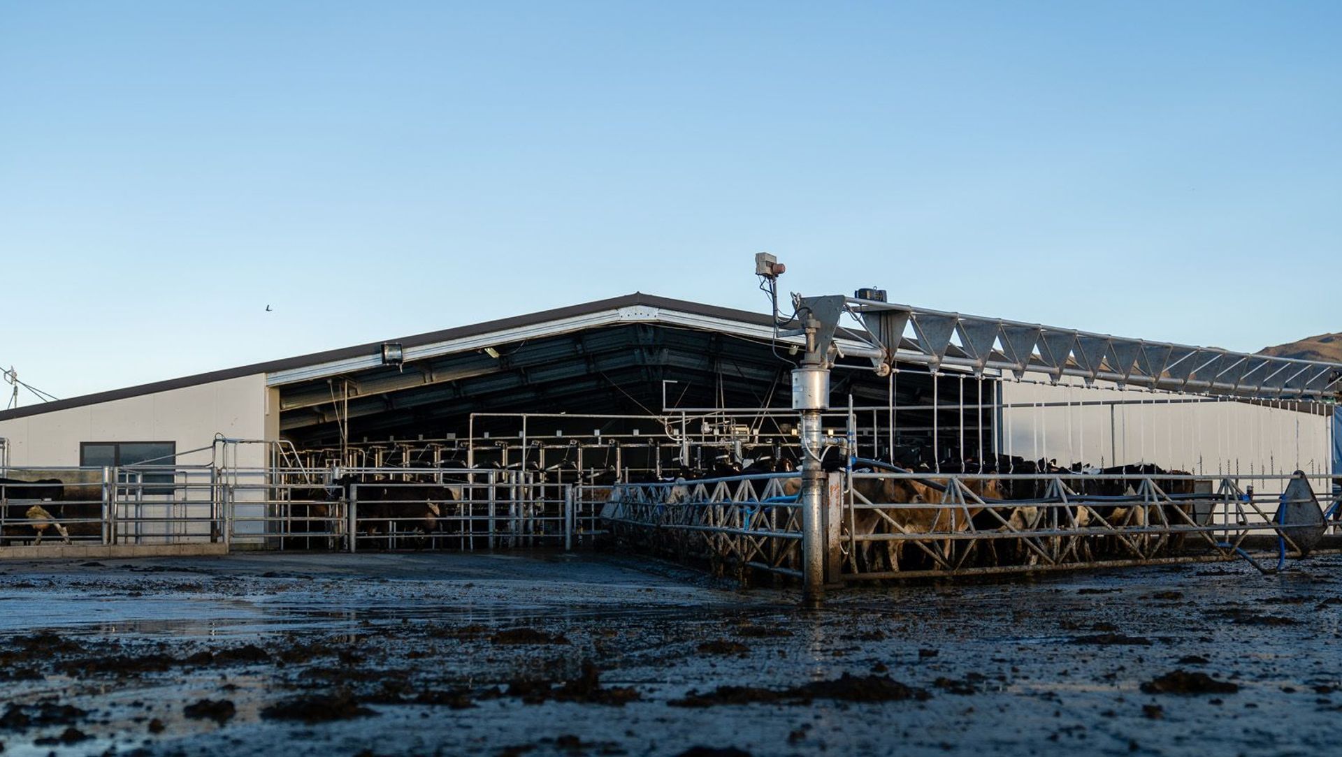 Cowshed, Christchurch banner