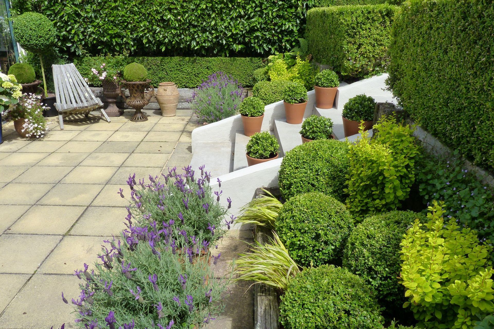 Little green balls in pots - Japanese Box Holly, Ilex crenata Helleri