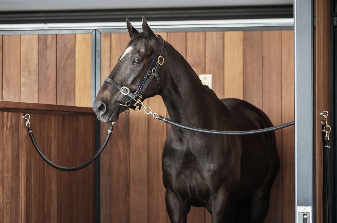 ELLERSLIE STABLES - Cumaru (Tonka)