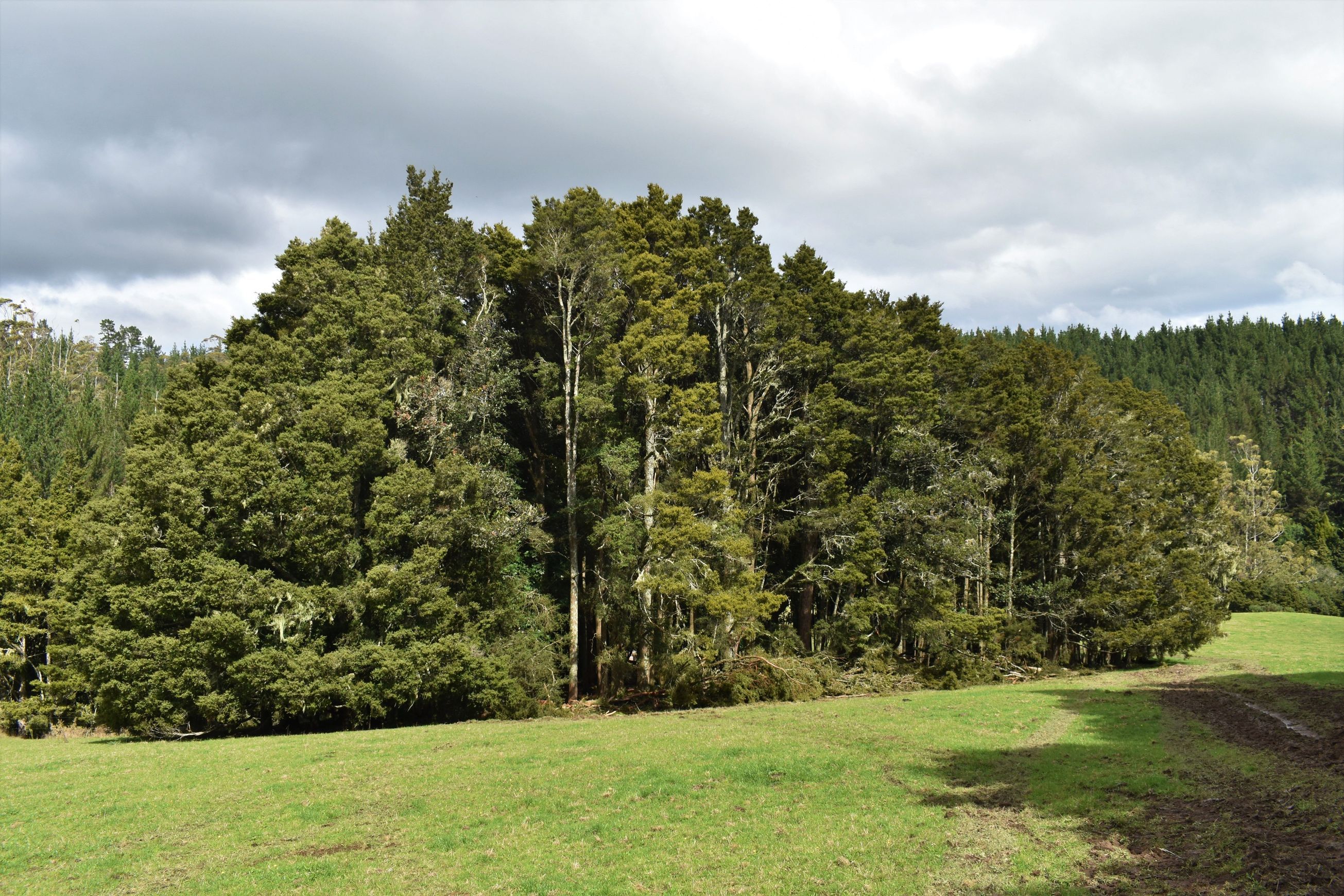 JSC Farm Totara