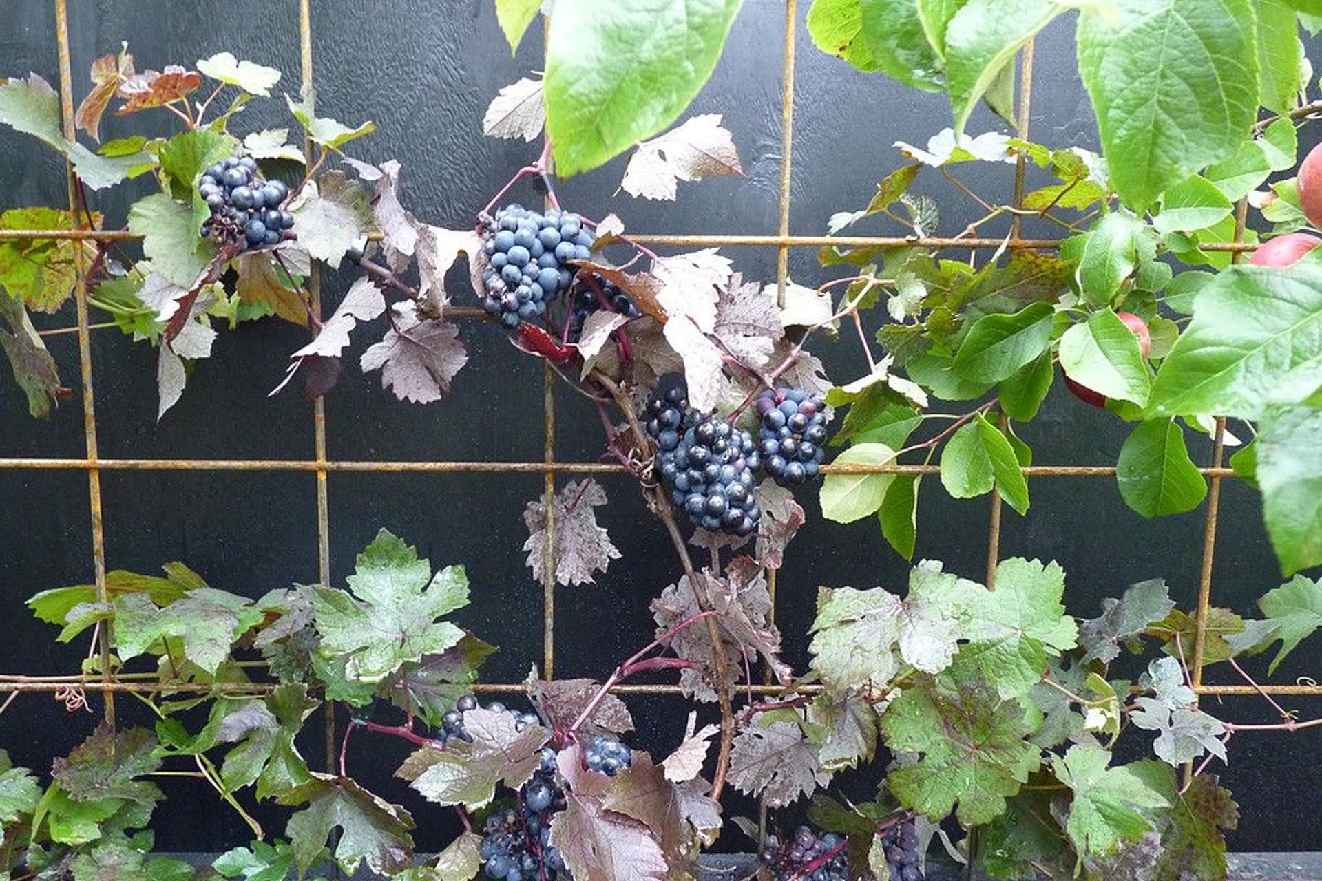 Grapes on the steel reinforcing mesh