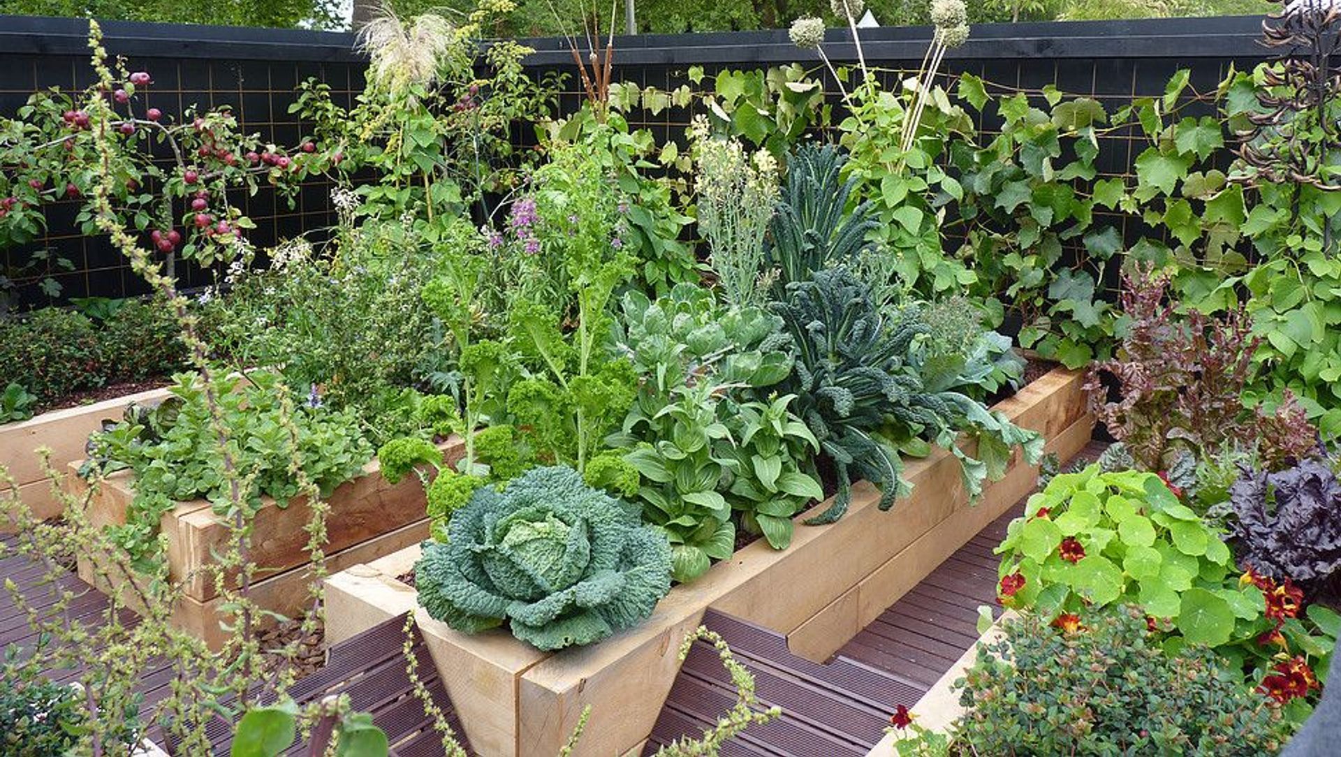 Gone to Seed: gold medal vege banner