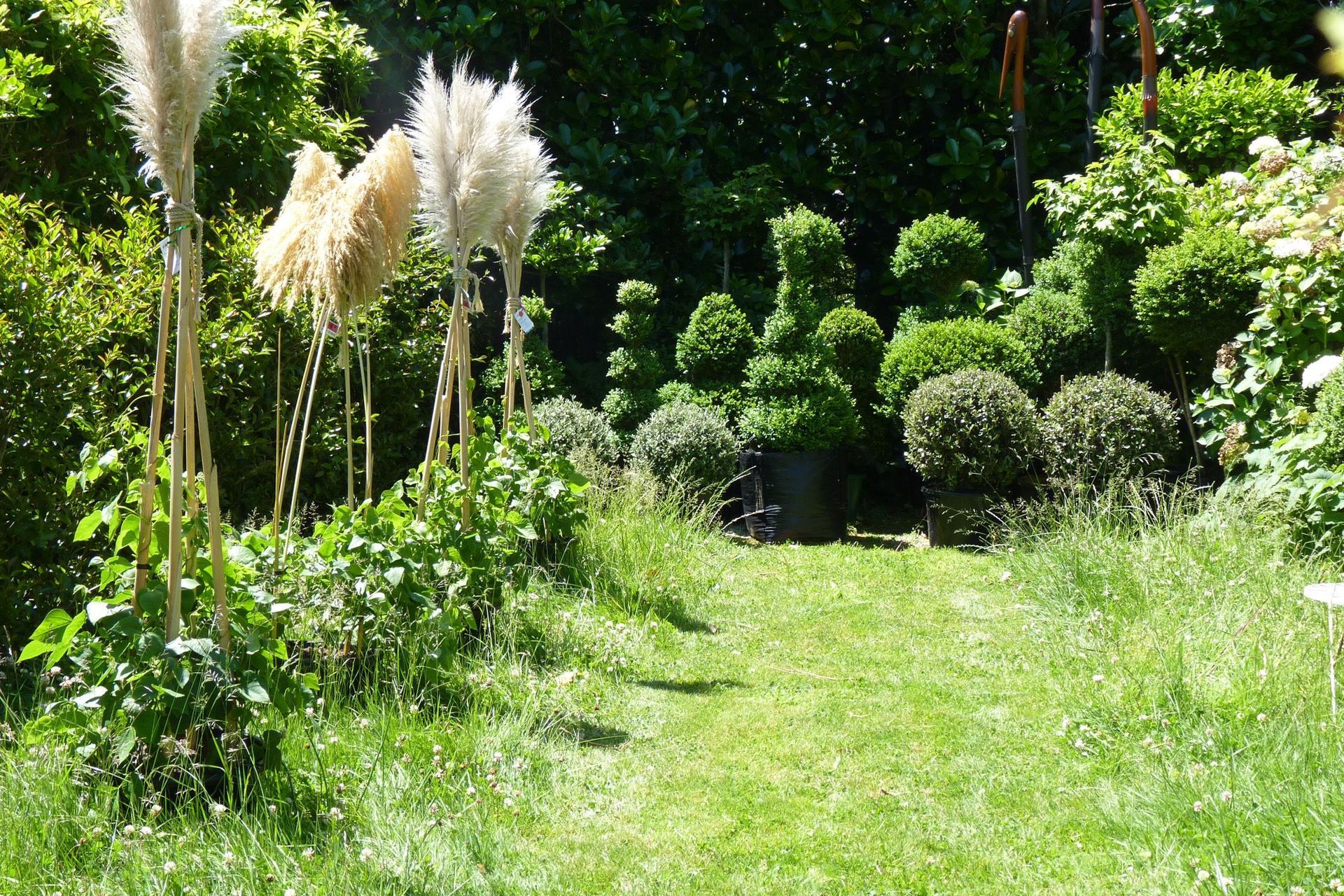 Trying out some long grass in the back garden