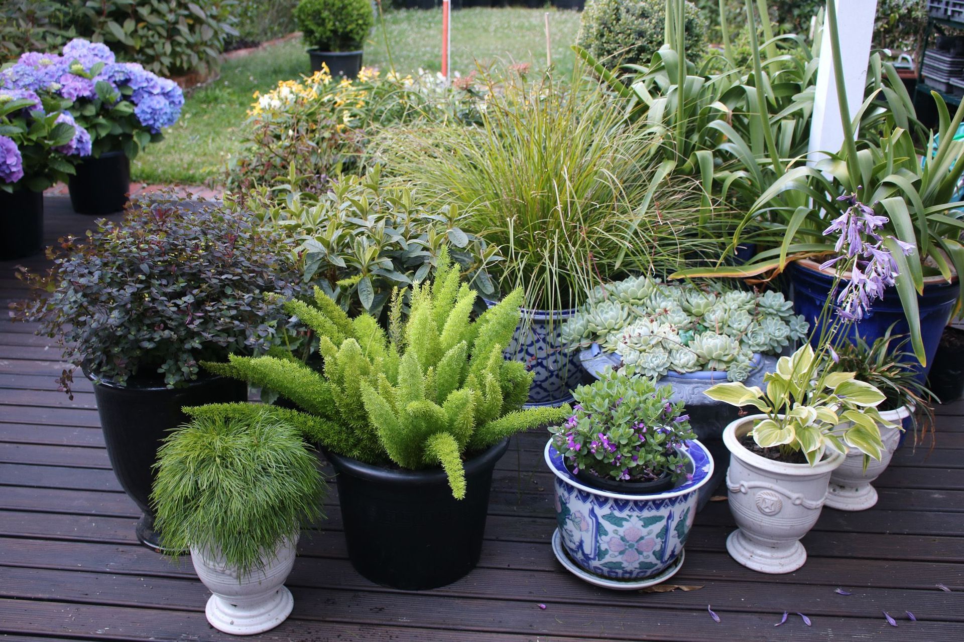 Trying out different plants in pots