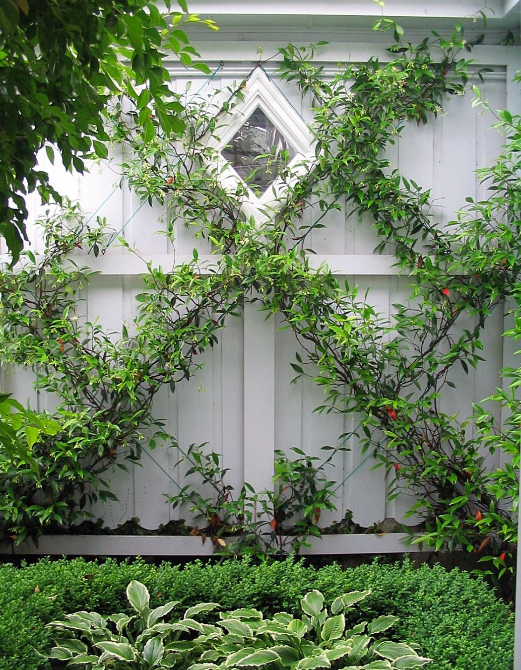 Jasmine espalier growing against the south facing garage wall