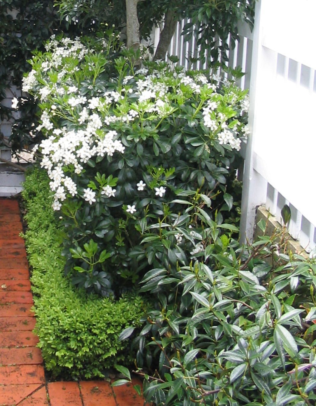 Layered hedges ~ Mexican orange blossom, buxus and Chinese star jasmine, hedged
