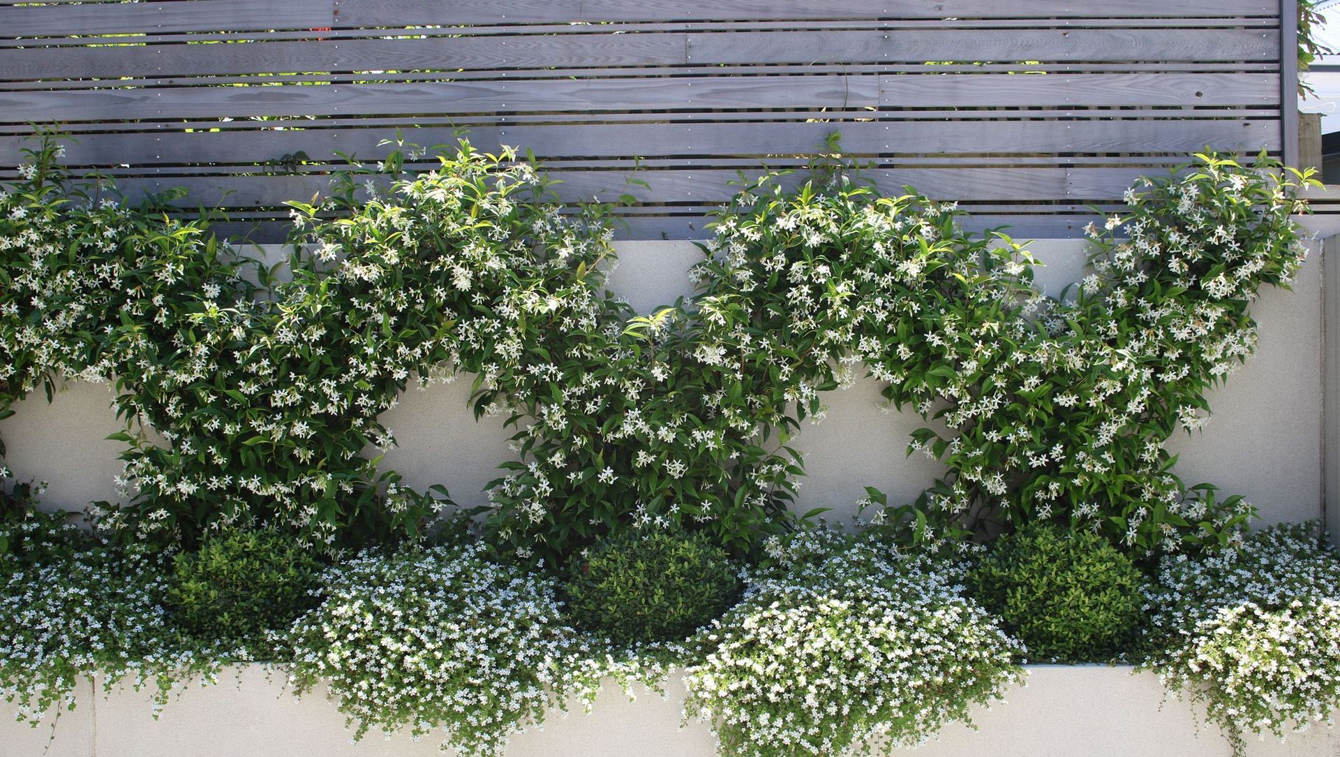 Chinese Star Jasmines in flower in summer