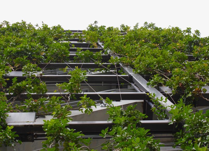 Fonterra - foliage growing wires and planter boxes 