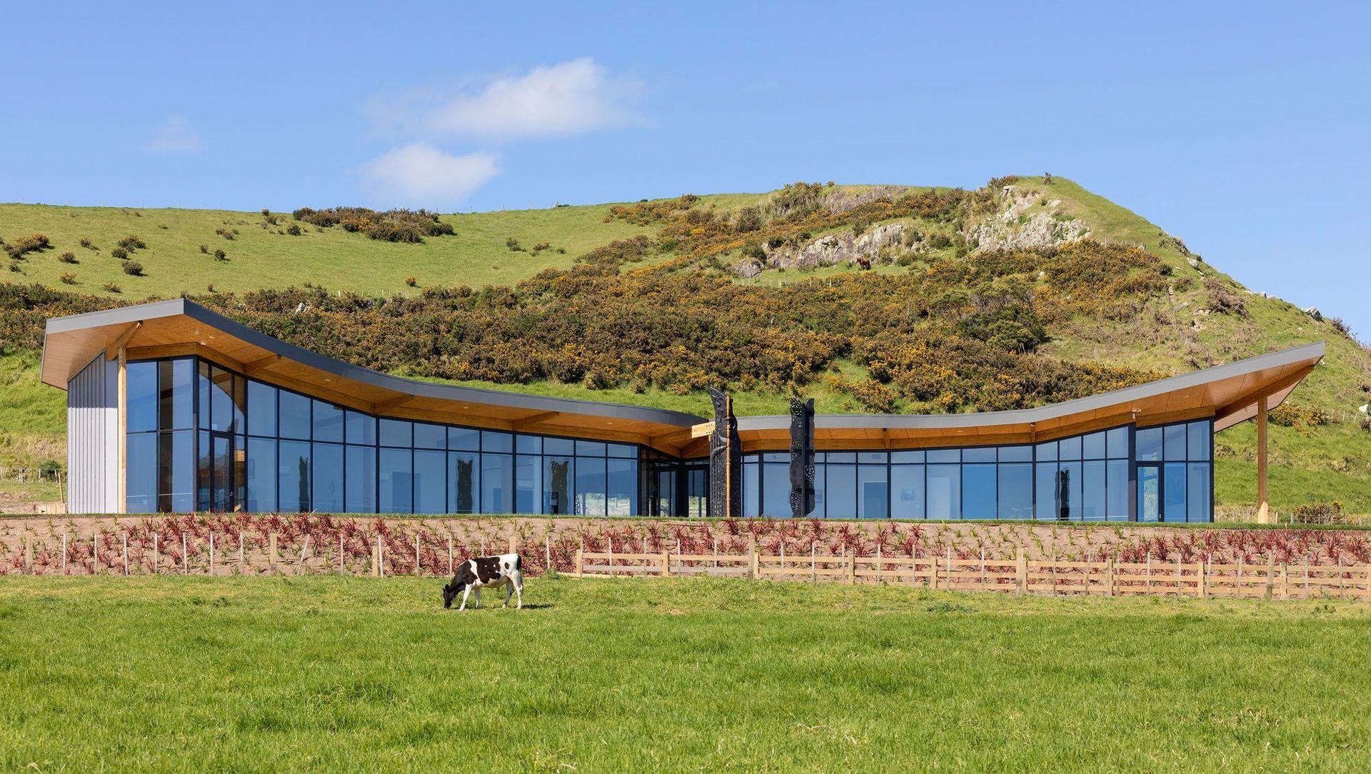 Mangatawa Tari banner