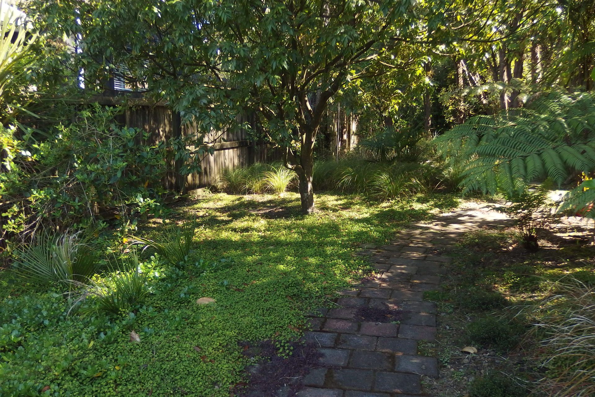 Simple native ground cover of creeping fuchsia, sedges and taupata spread under the existing titoki and clothe te more dfficult corners of the site.