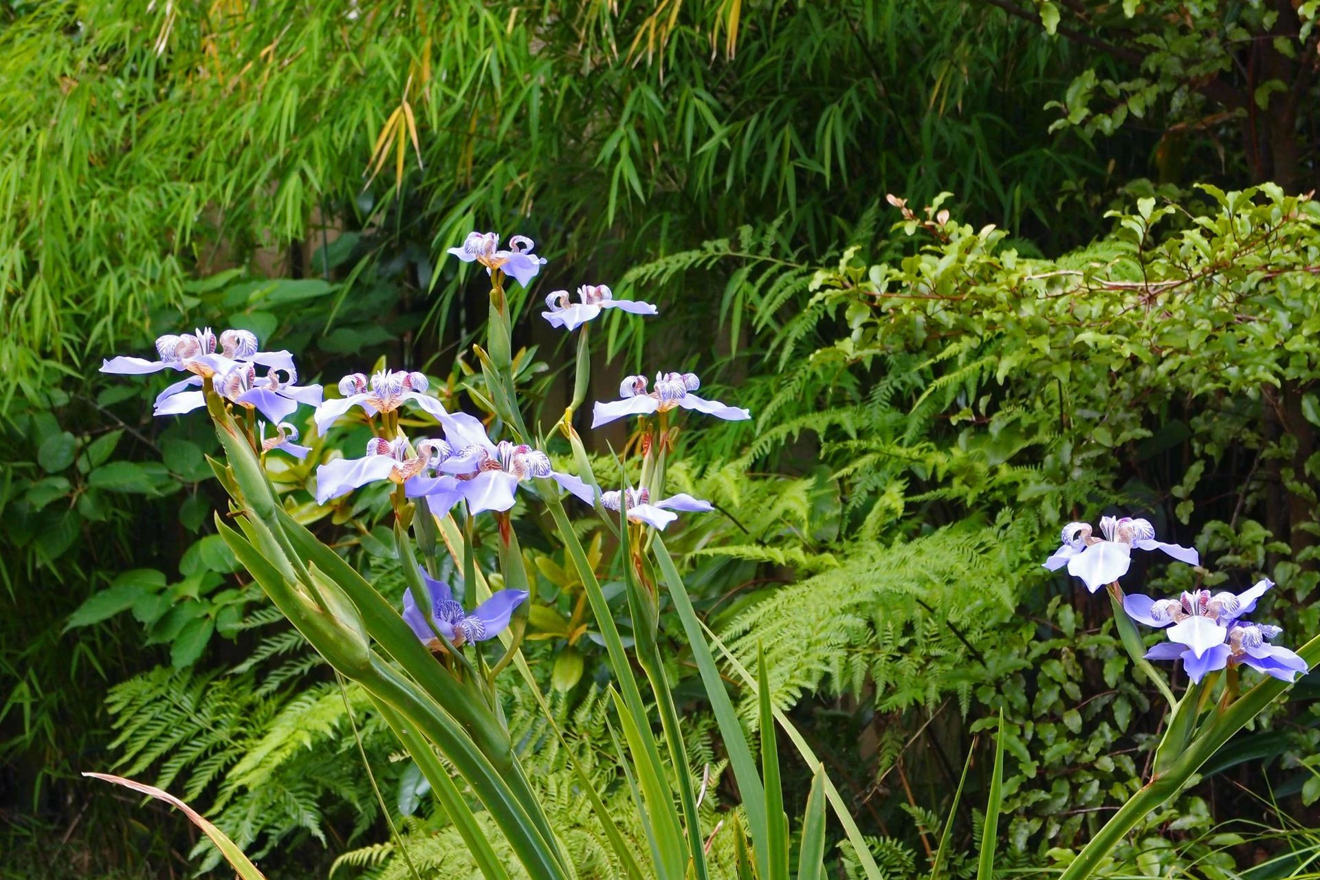 The detailed markings and elegant form of the flowers of walking iris are captivating.