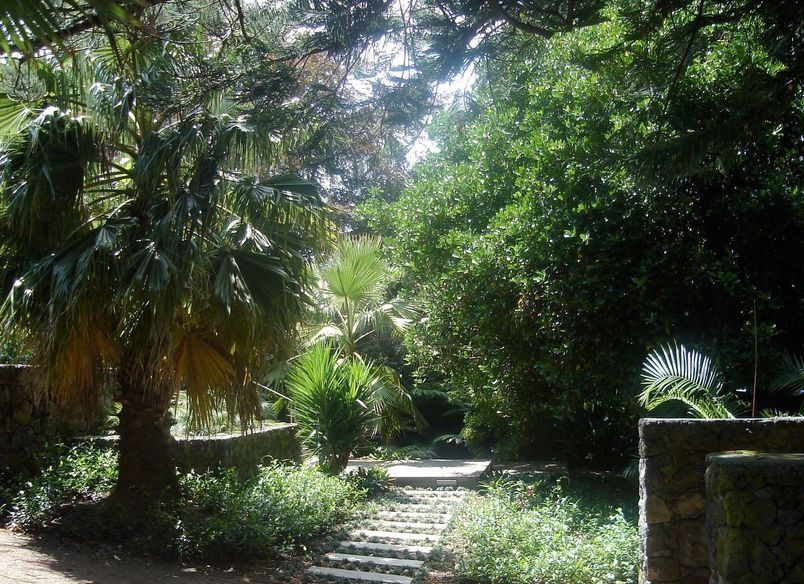 Subtropical Auckland Garden