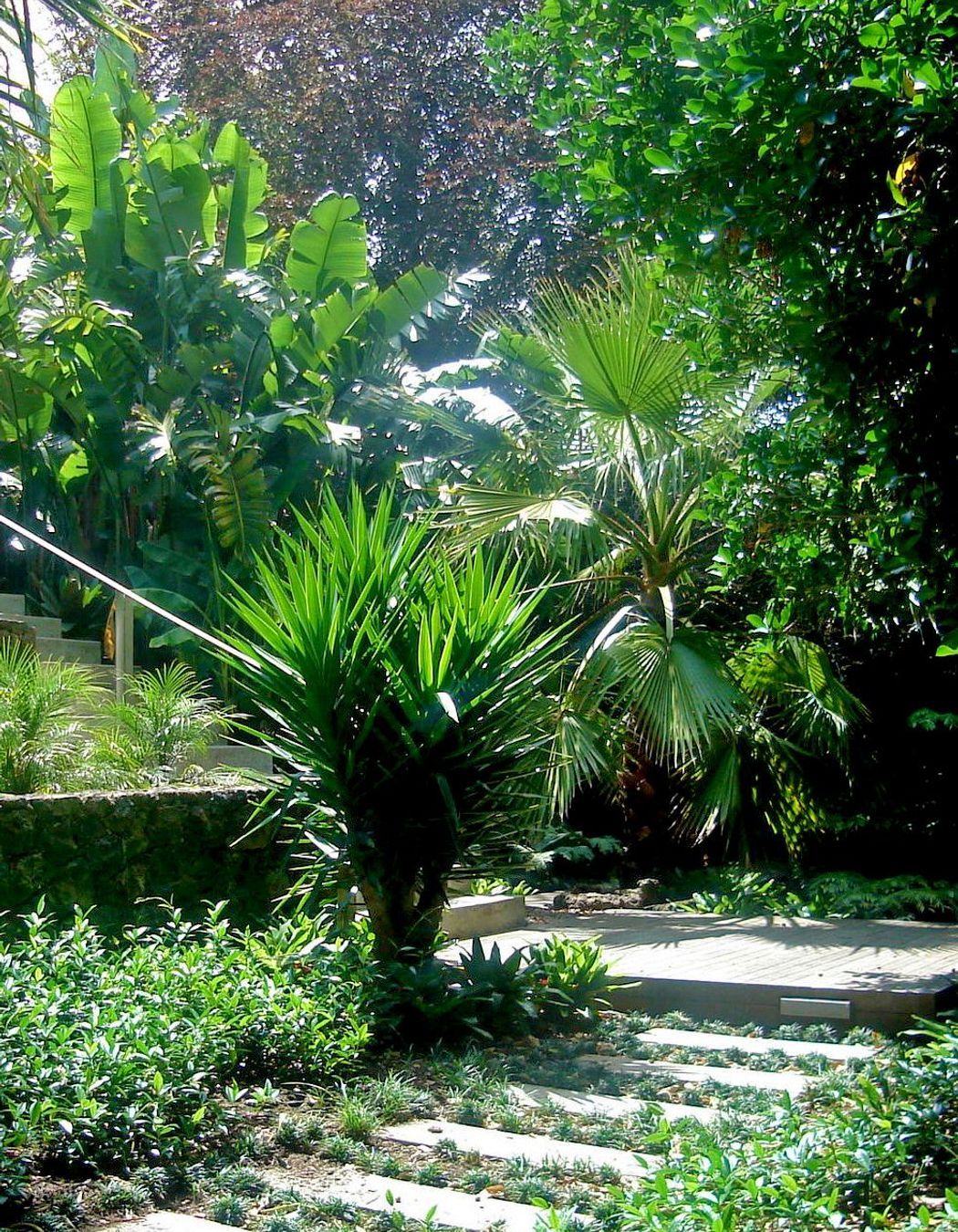 The subtropical character is captured in the forms and textures of planting