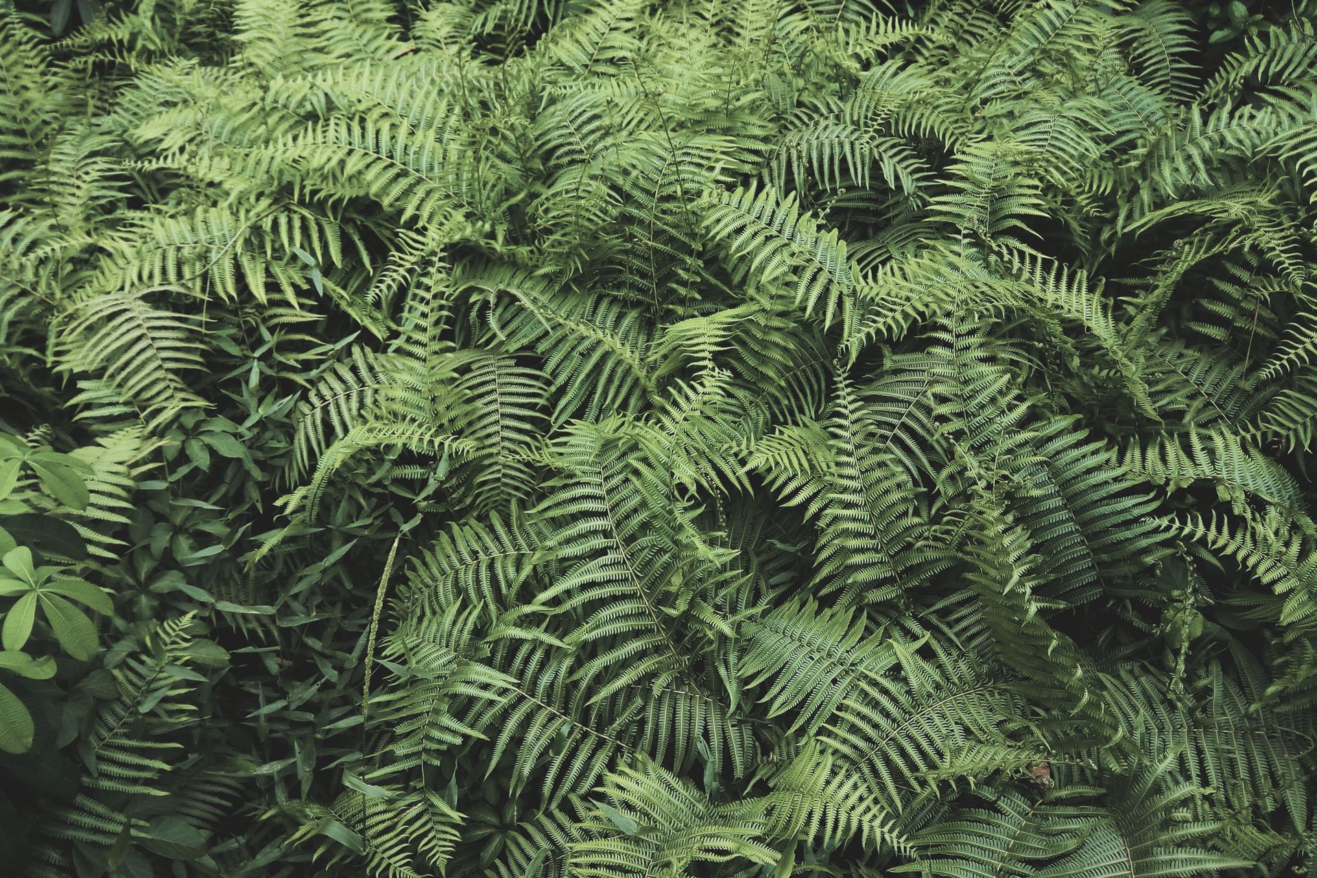 Hero Banner for Titirangi Plumbing and Drainage