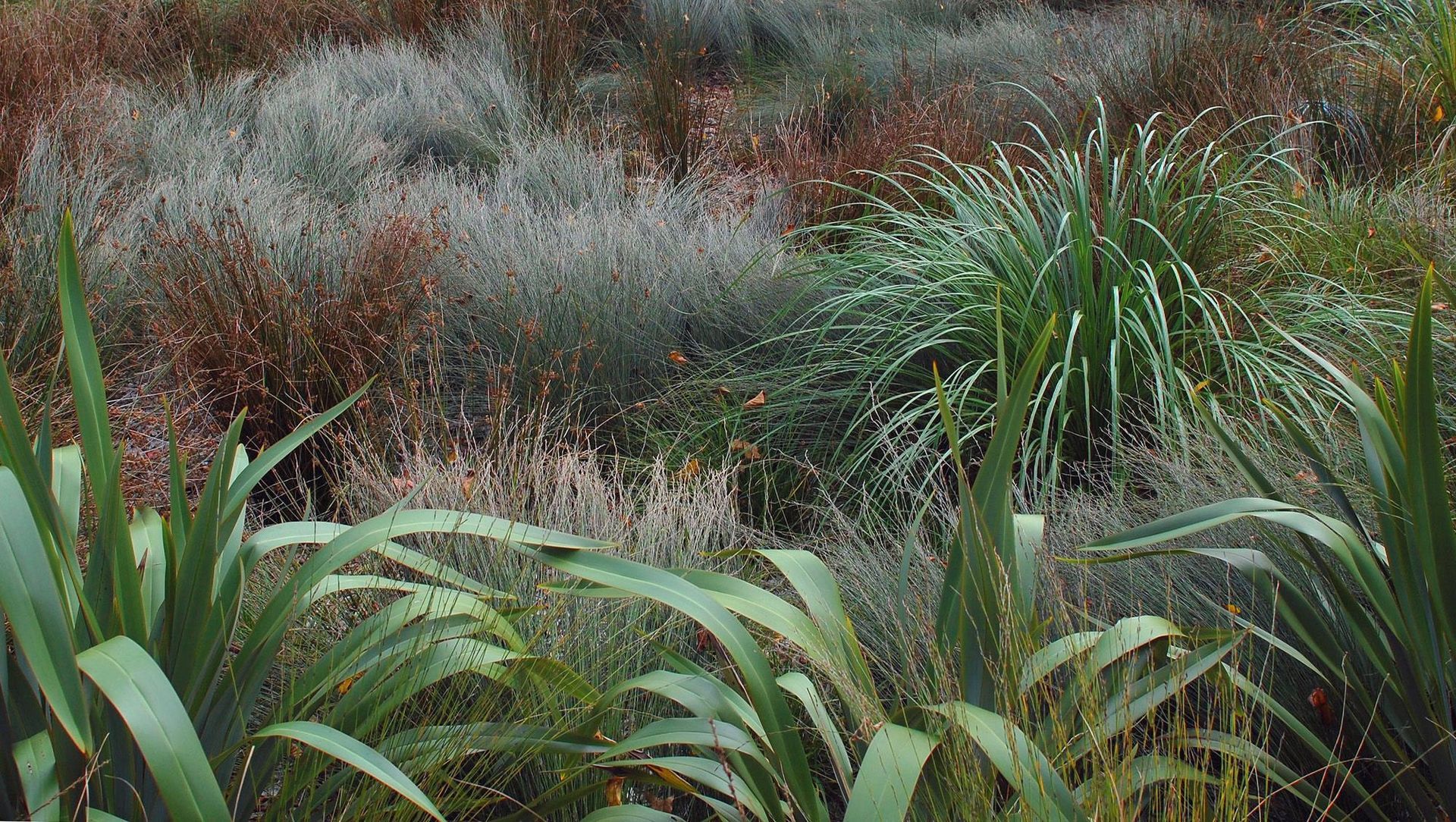 Detail of rain garden native planting