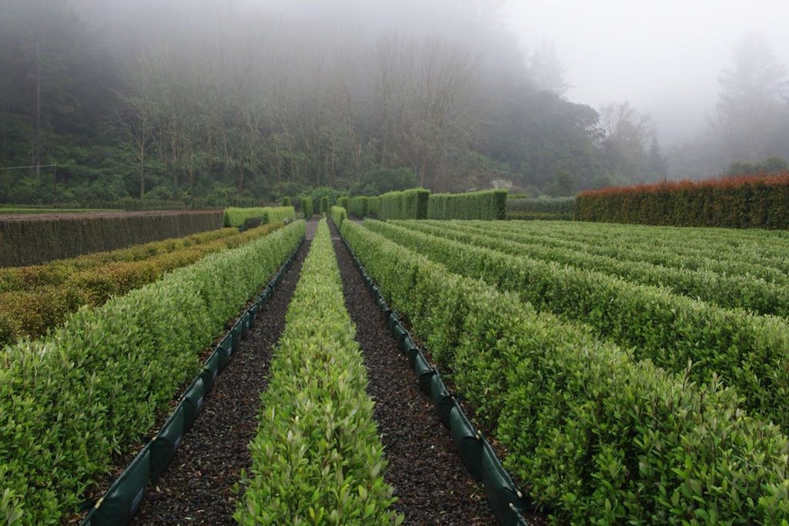 Twining Valley Nurseries
