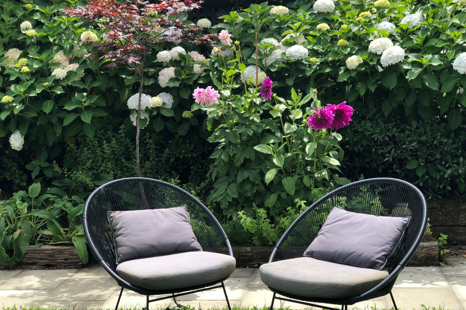 Seasonal picking flowers &amp; herbs in front of blousey white hydrangeas