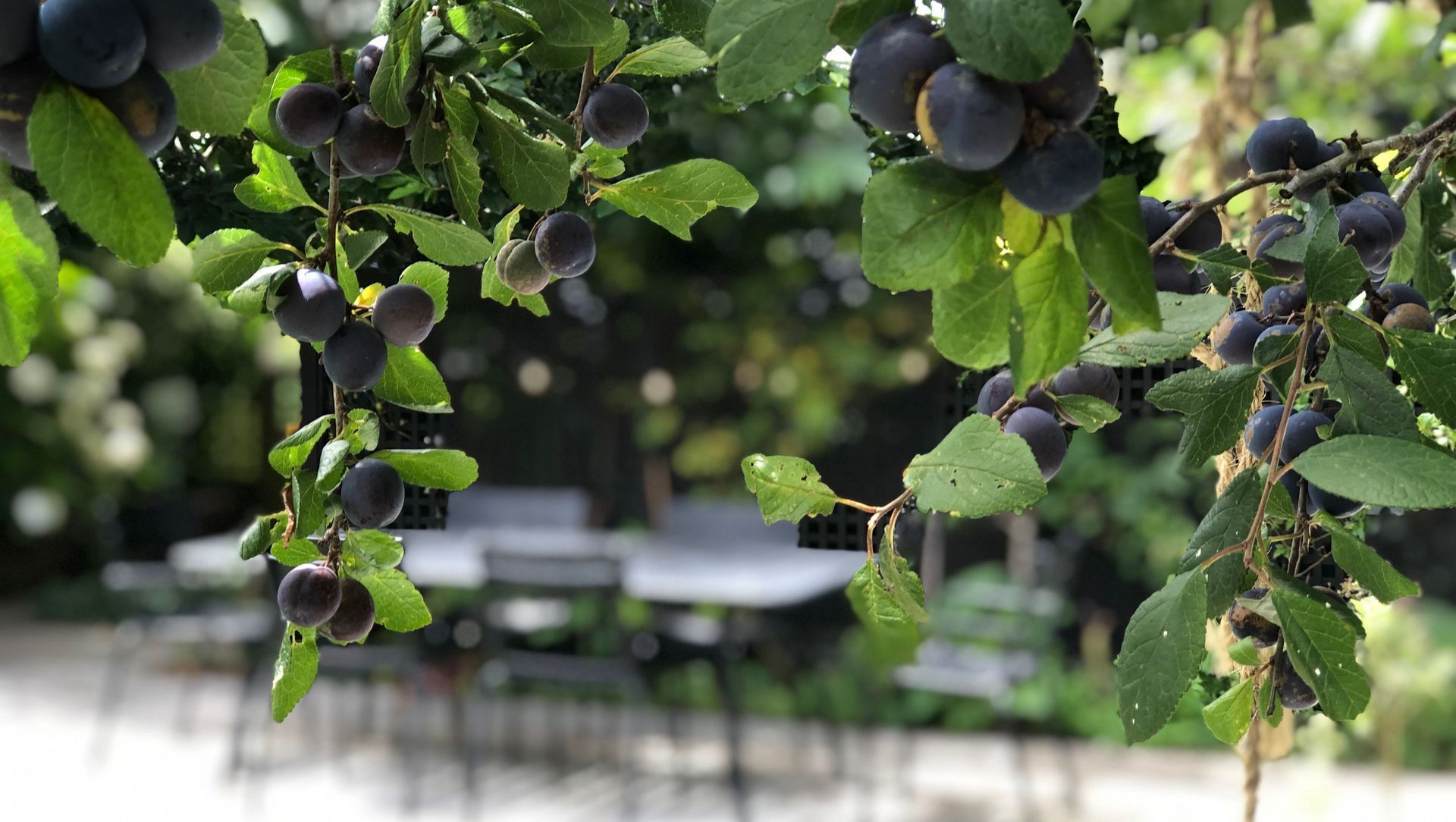 Upland: urban organic garden banner