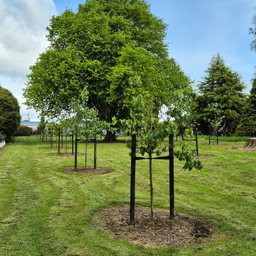 Treated Pine Stakes Painted Black