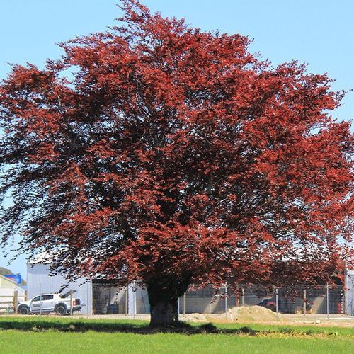 Fagus sylvatica 'Purpurea' | Copper Beech