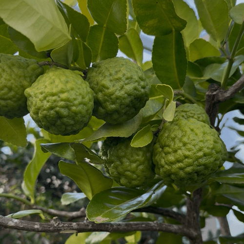 Citrus Kaffir Limes