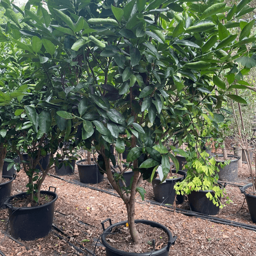 Citrus Bearrs Lime Large