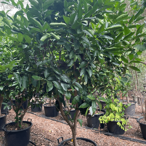 Citrus Bearrs Lime Large