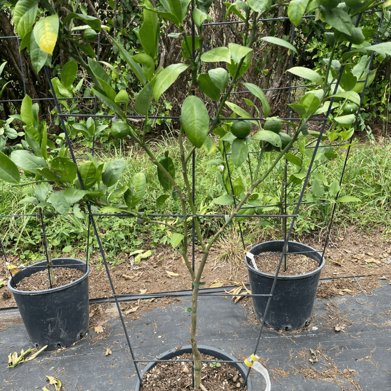 Citrus Meyer Lemon – Espaliered