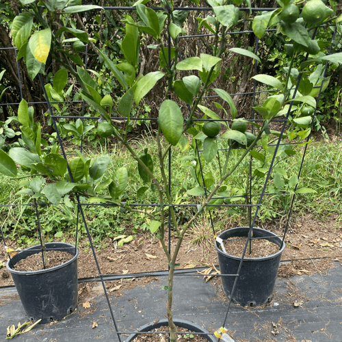 Citrus Meyer Lemon – Espaliered