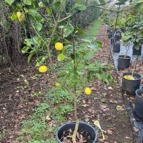 Citrus Yen Ben – Espaliered