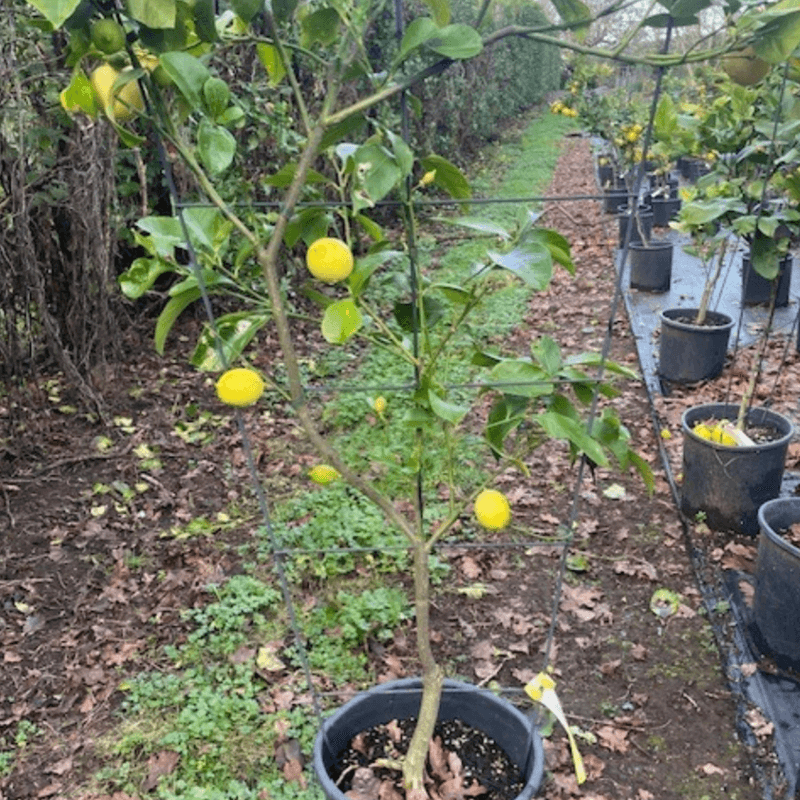 Citrus Yen Ben – Espaliered