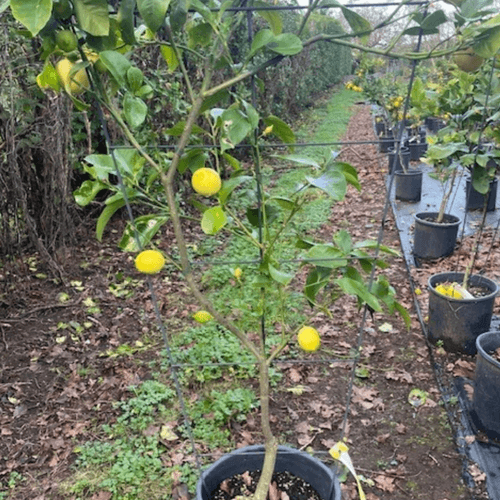 Citrus Yen Ben – Espaliered