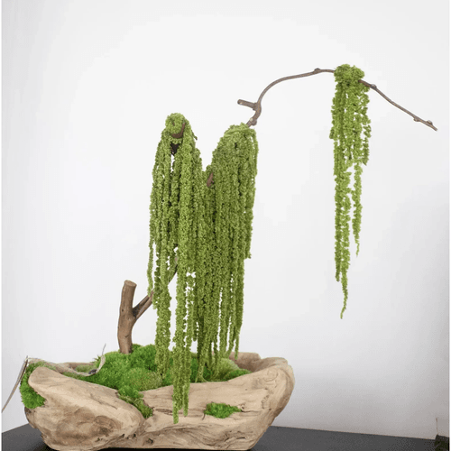 Green Moss Bonsai Tree