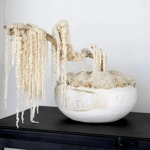 Ivory Moss Bonsai Tree