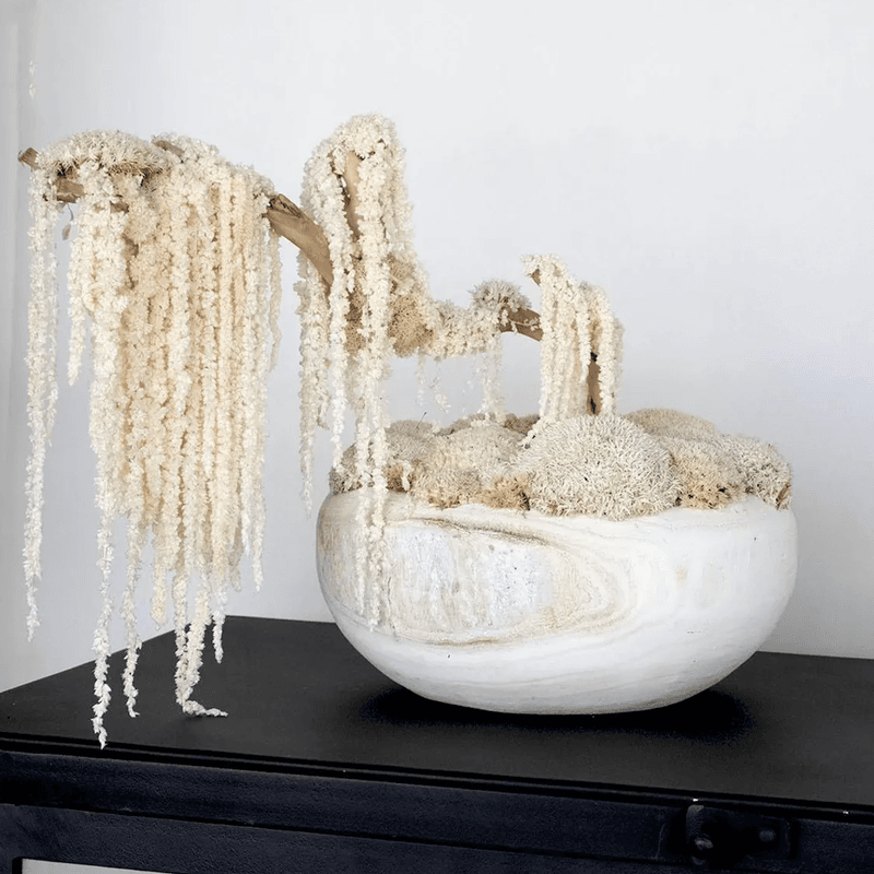 Ivory Moss Bonsai Tree