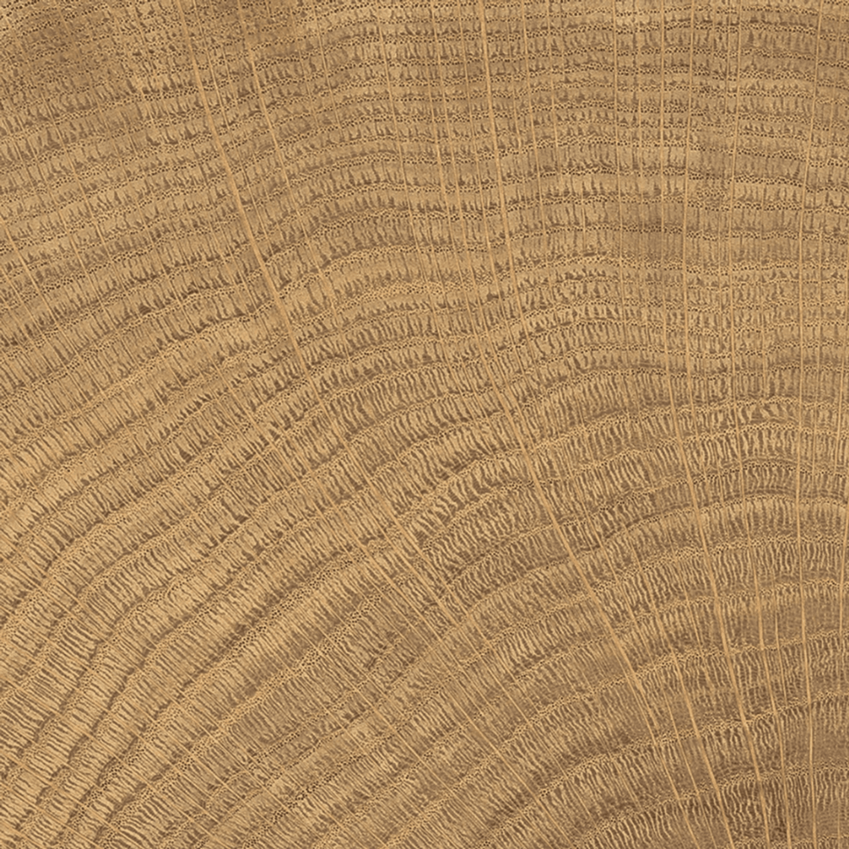 W-Circles Walnut tile