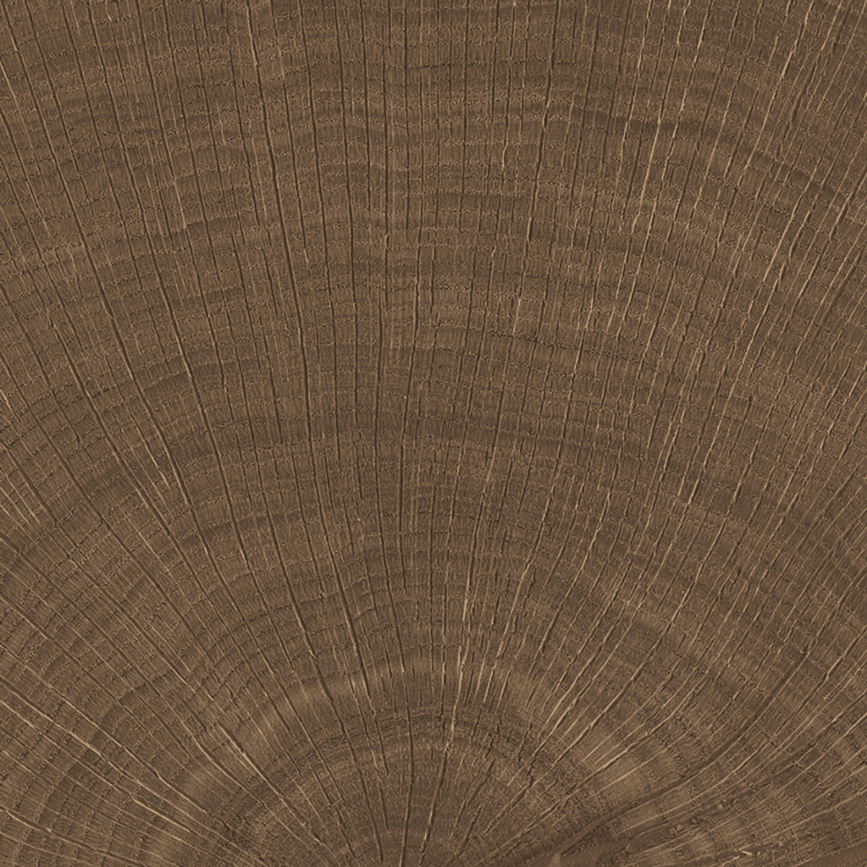 W-Circles Wenge tile