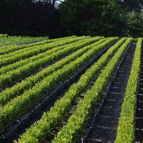 Buxus 'Green Gem' instant hedge.