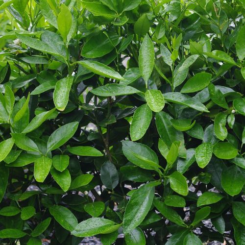 Citrus 'Tahitian Lime' instant hedge.