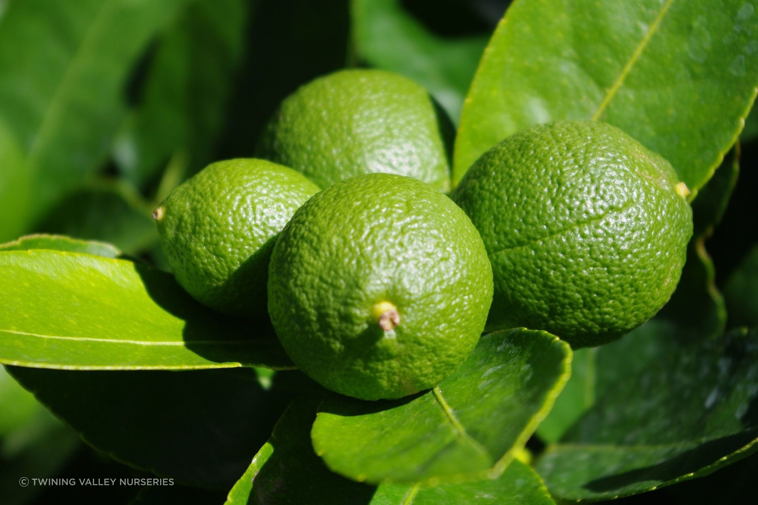 Citrus 'Tahitian Lime' instant hedge