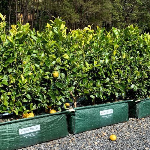 Citrus 'Tahitian Lime' instant hedge.