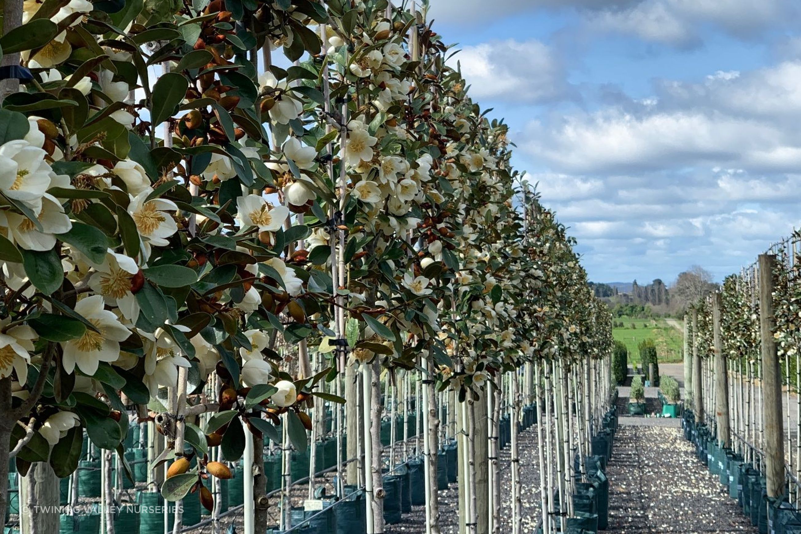 Pleached Screen – instant screening above a clear stem