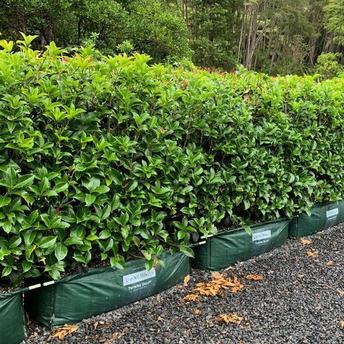 Osmanthus fragrans instant hedge.