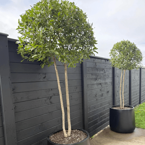 Laurus Nobilis – Multi-Stem