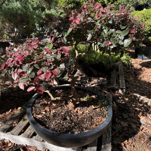 Loropetalum Burgundy – Bonsai Style
