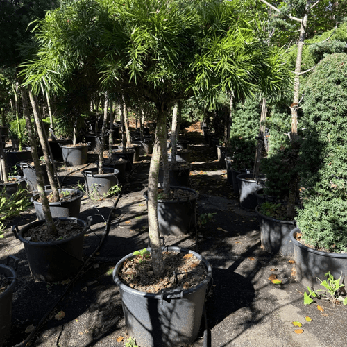 Podocarpus Gracilior – Bonsai Style