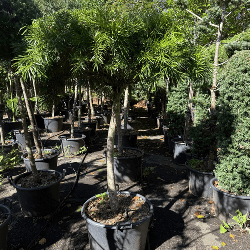 Podocarpus Gracilior – Bonsai Style