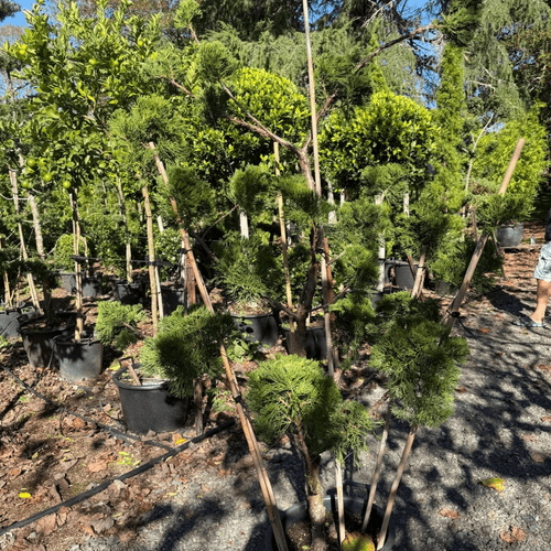 Juniperus Kaizuka - Clouds